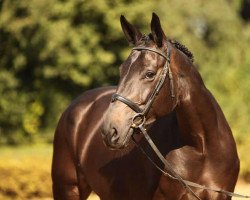 jumper Saphira 199 (Hanoverian, 2010, from Sir Calypso)