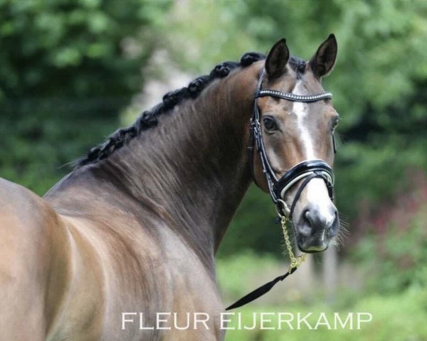 dressage horse Buitenlust Florus (Nederlands Welsh Ridepony, 2003, from Vita Nova's Golden Boris)