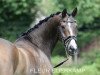 dressage horse Buitenlust Florus (Welsh, 2003, from Vita Nova's Golden Boris)