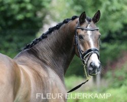 dressage horse Buitenlust Florus (Welsh, 2003, from Vita Nova's Golden Boris)