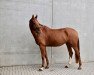 dressage horse Sarotti 80 (Hanoverian, 2016, from Sarotti Mocca-Sahne)