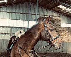 jumper Scharmbeck Boy (Oldenburg, 2012, from Sir Adelante)