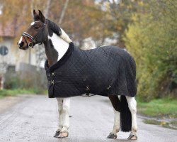 dressage horse Penelope 394 (unknown, 2003, from Unbekannt FRA)