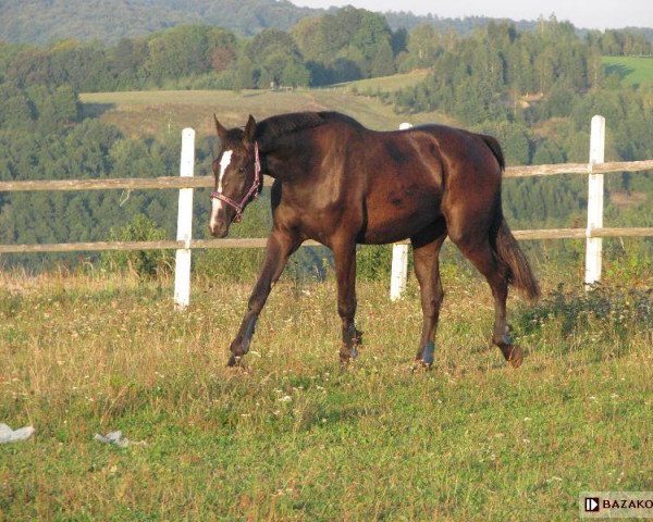 horse Dworka (Little-Poland (malopolska), 2010, from Emerson)