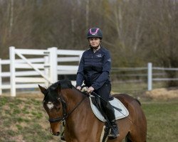 jumper Especially for me 3 (German Sport Horse, 2018, from Eldorado vd Zeshoek Tn)