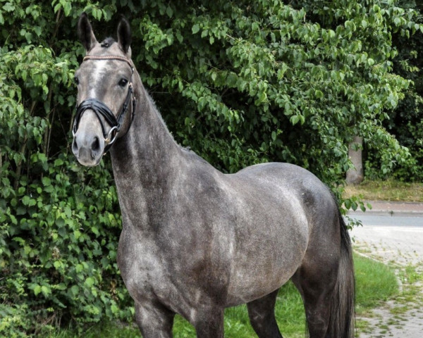 dressage horse Emilio Ferreiro S (Oldenburg, 2019, from Erdinger)