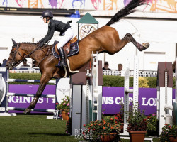 Springpferd Templepatrick Welcome Limmerick (Irish Sport Horse, 2010, von Limmerick)