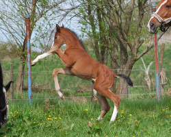 dressage horse Walsonara (Oldenburg, 2023, from Vivaldon)