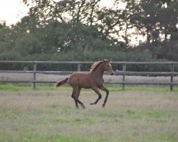 jumper Despereaux de la Lys (Hanoverian, 2017, from Diamant de Semilly)