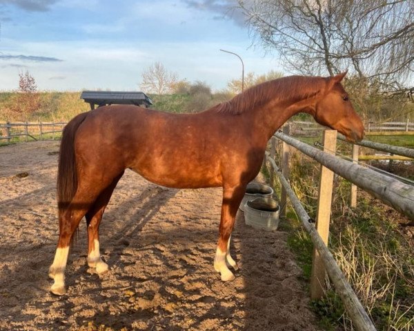 broodmare Wacky Melody (Oldenburg, 2020, from For Romance I)