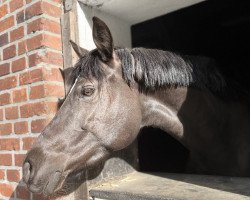 dressage horse Grey Surprise (German Riding Pony, 2017, from Golden West NRW)