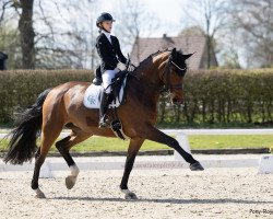 dressage horse Fifth Avenue 13 (Hanoverian, 2013, from For Compliment)