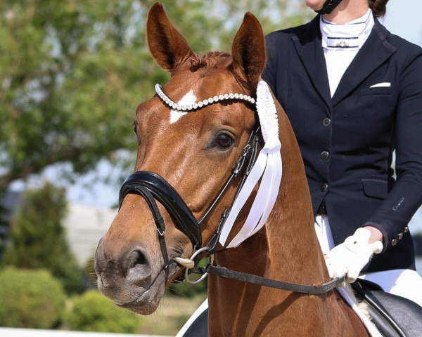 dressage horse Feliciano 68 (Westphalian, 2019, from Fürst Samarant)