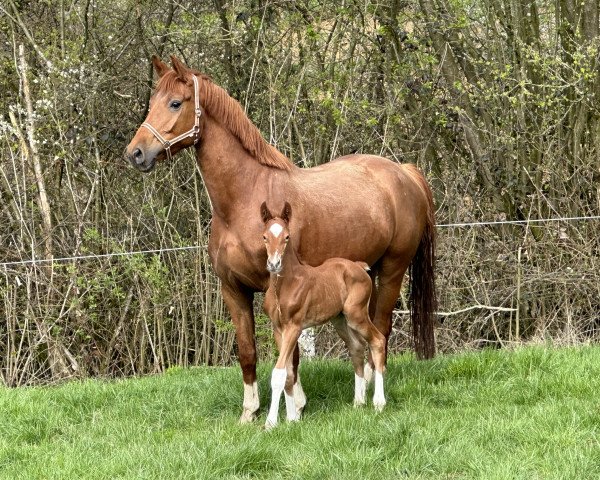 dressage horse Fider Reigen de Cologne (Holsteiner, 2023, from Fidertanz)