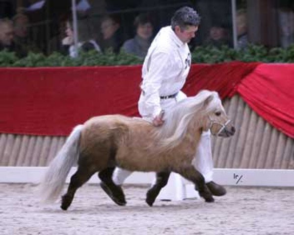 stallion Sander van de Hoefslag (Shetland pony (under 87 cm), 2002, from Gentleman van Bangaerde)