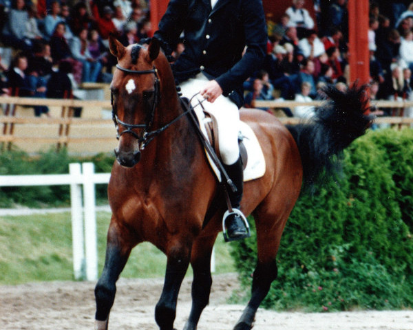 stallion Cortus (Holsteiner, 1992, from Cantus)