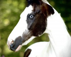 horse Graffiti 63 (Pinto / Small Riding Horse, 1999, from Granatnik)