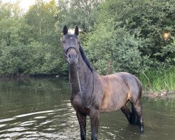 jumper For Vegas (Hanoverian, 2011, from Forsyth)