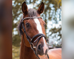 dressage horse Damiano 17 (Württemberger, 2010, from Don Diamond)