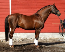 stallion Königin's Sohn KS 69 FIN (Finnish Warmblood, 1985, from Argwohn II 50 FIN)