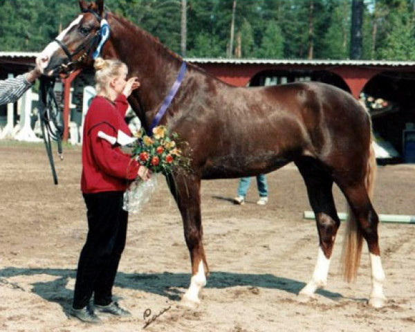 stallion Doppsko Valiant 83 FIN (Finnish Warmblood, 1992, from Voltaire)