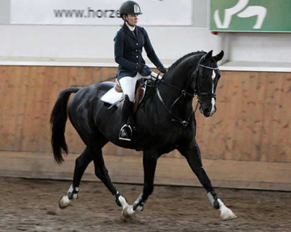 stallion For Enjoy Ask Z 146 FIN (Zangersheide riding horse, 2005, from For Pleasure)