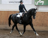 Deckhengst For Enjoy Ask Z 146 FIN (Zangersheide Reitpferd, 2005, von For Pleasure)