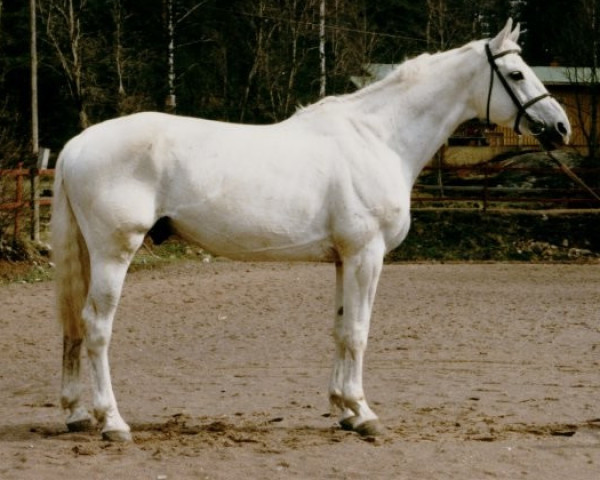 stallion Gruzin 65 FIN (Polish Warmblood, 1973, from Perkoz xx)