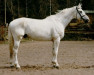 Deckhengst Gruzin 65 FIN (Polnisches Warmblut, 1973, von Perkoz xx)