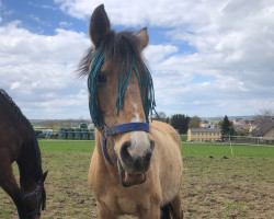 broodmare Cindy-Lou (German Riding Pony, 1999, from FS Cocky Dundee)