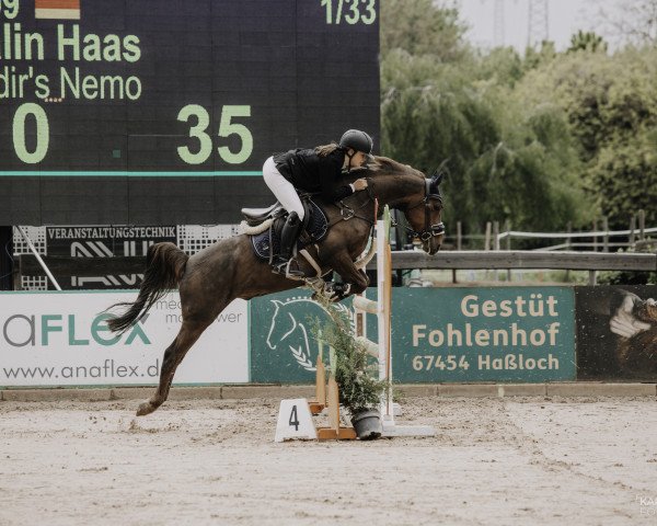 jumper Nadir's Nemo (German Riding Pony, 2015, from Nadir vom Splitting WE)