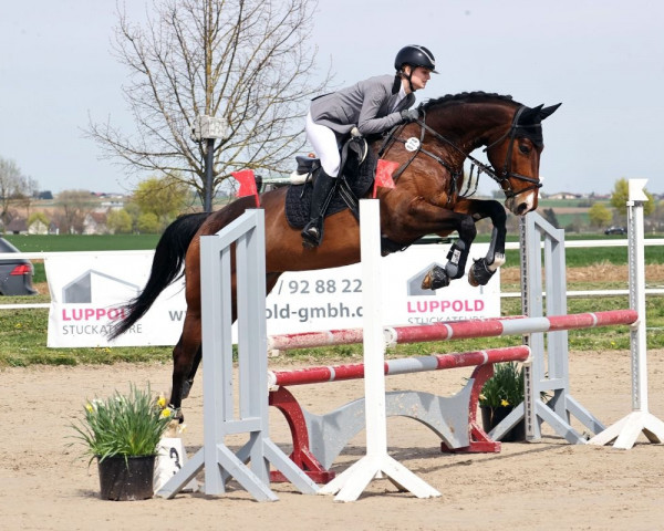 jumper Candalee (German Sport Horse, 2015, from Chucas)