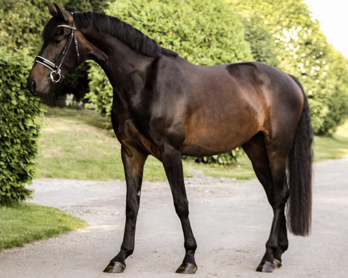 dressage horse Valentino 418 (German Sport Horse, 2017, from Vis a Vis)
