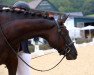 dressage horse Lando Calrissian 5 (Oldenburg, 2017, from Lord Loxley I)