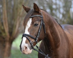 dressage horse Nuts Der Neumond Vom Splitting (German Riding Pony, 2008, from Nuts)