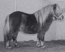 Deckhengst Kario van`t Kampje (Shetland Pony, 1995, von Cupido v.d. Zandkamp)