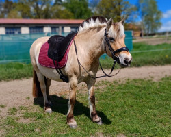 broodmare Filso Ø Clara (Fjord Horse, 2012, from Malik Klattrup)