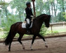 dressage horse Feiner Ferdinand H (Oldenburg, 2017, from Fürst Larino)