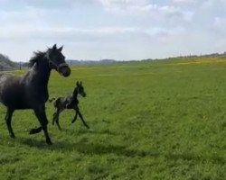 broodmare Diamantine 3 (Hanoverian, 2013, from Don Crusador)