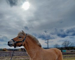 horse Diego (Fjord Horse, 2021, from Davinci vom Elbenland)