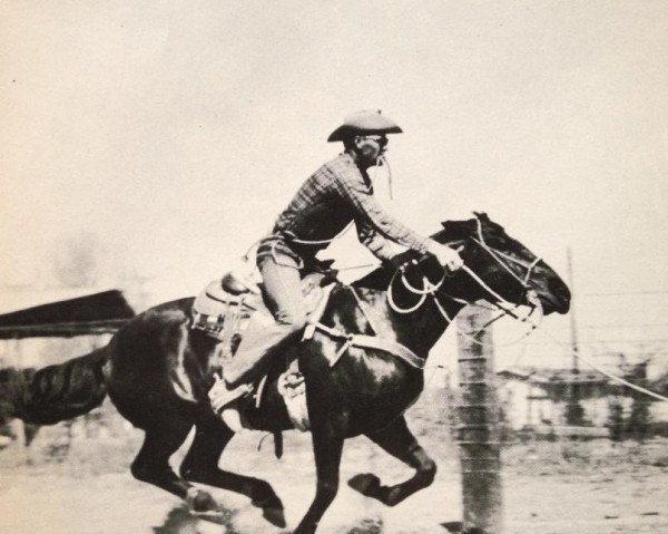 stallion Speedywood (Quarter Horse, 1956, from Driftwood)