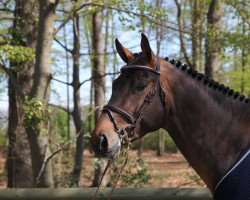 stallion Deejay (Holsteiner, 2020, from Dominator 2000 Z)