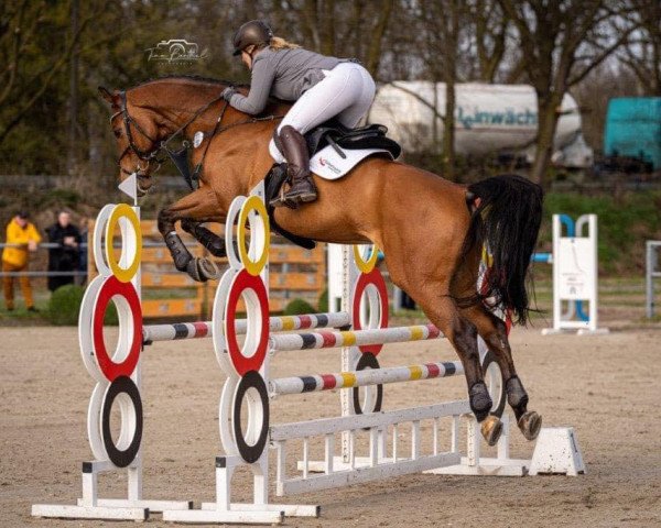 jumper Claude 10 (Hanoverian, 2015, from Canstakko)