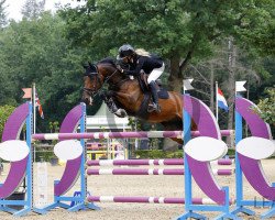 jumper Asterix (Belgian Warmblood, 2006, from Toulon)