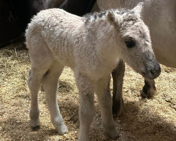 horse Øvrebøs Tiana (Fjord Horse, 2023, from Turbo Romeo N.2573)