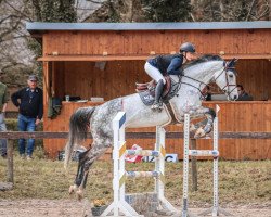 broodmare Cartagena S (German Sport Horse, 2016, from Contendro I)