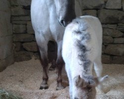 horse Jakobgardens Era (Fjord Horse, 2023, from Turbo Romeo N.2573)