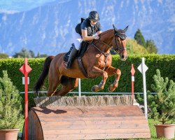 jumper Cape Town B (Irish Sport Horse, 2009, from Radolin)