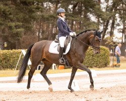 dressage horse Euforia 4 (Oldenburg, 2011, from Fürstenball)