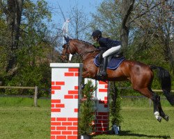 jumper Chicky Micky 9 (Oldenburg show jumper, 2017, from Ciacomo)